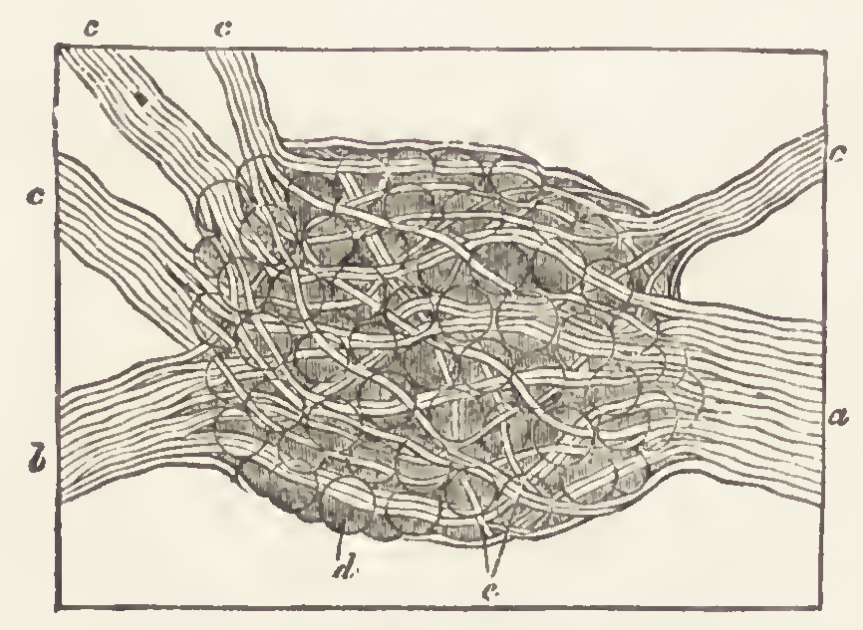 Black-and-white illustration of cross-section of a neuron. Its central body contains bubbles or balls. White lines twist among the balls and spread outward into bundles of filaments leading to the edge of the image. This and many other illustrations are from a 19th Century book titled “The principles of light and color”.