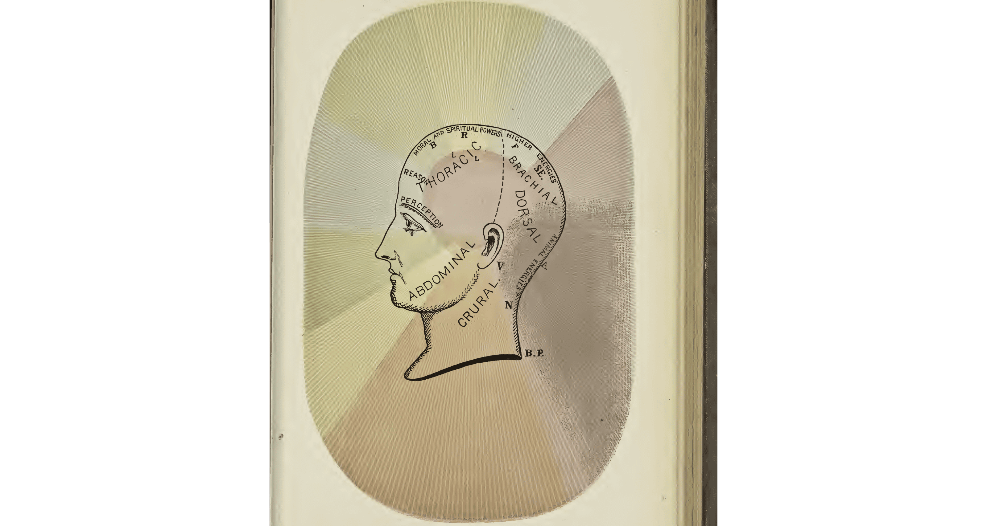 A bald person in profile, with portions of the head labeled “moral and spiritual powers”, “higher energies”, “reason”, “perception”, “animal energies”, “thoracic”, “brachial”, “dorsal”, “crural”.