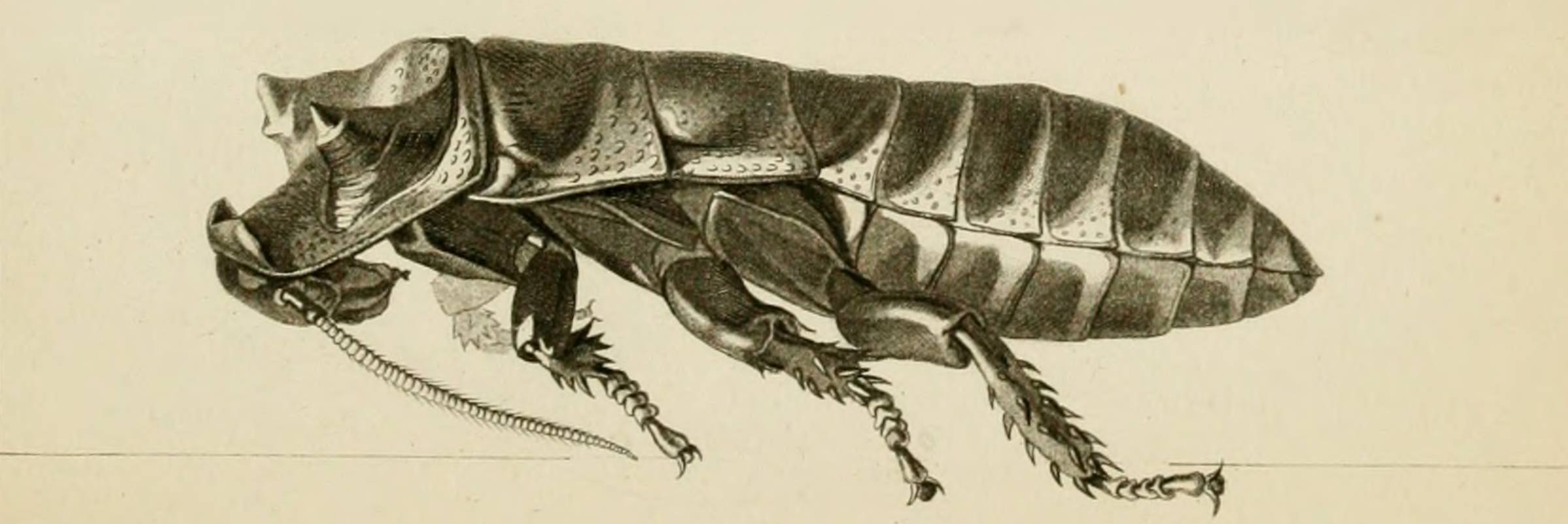 Antique scientific engraving of a wingless cockroach in side profile, its body finely stippled and its abdomen showing distinct segments
