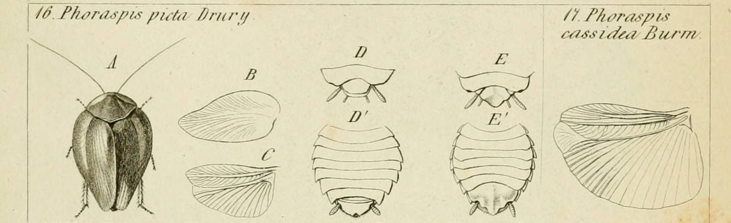Antique scientific engraving of two cockroach species, Phoraspis picta and Phoraspis cassidea, with a specimen seen from above beside separate drawings of wings and abdominal segments
