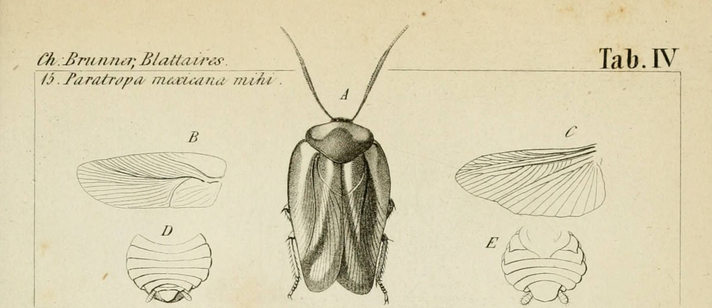 Antique scientific engraving of the cockroach Paratropa mexicana seen from above, beside separate drawings of its fore- and hindwings and abdominal segments