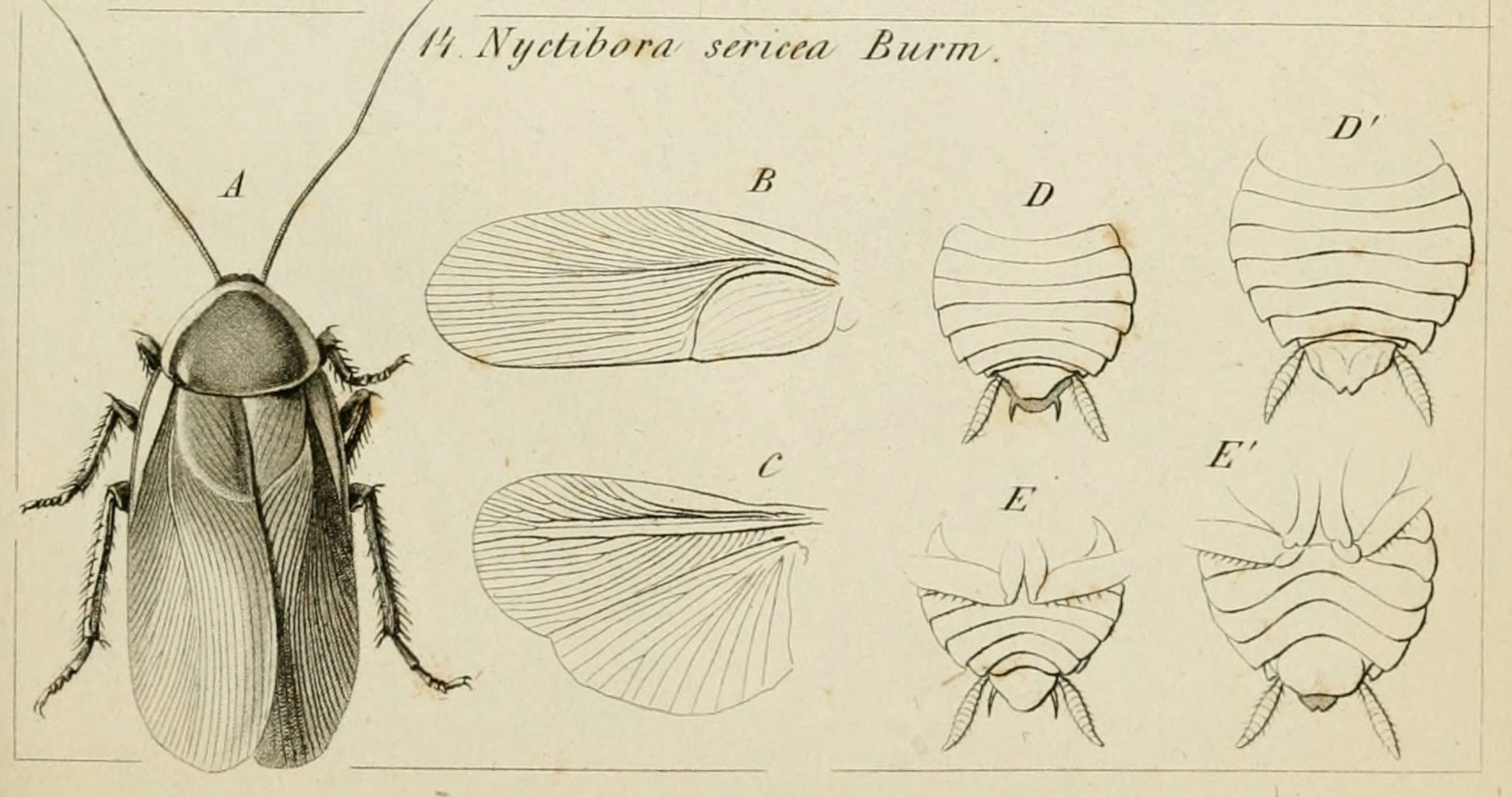 Antique scientific engraving of the cockroach Nyctibora sericea seen from above, beside separate detailed drawings of its wings and abdominal segments