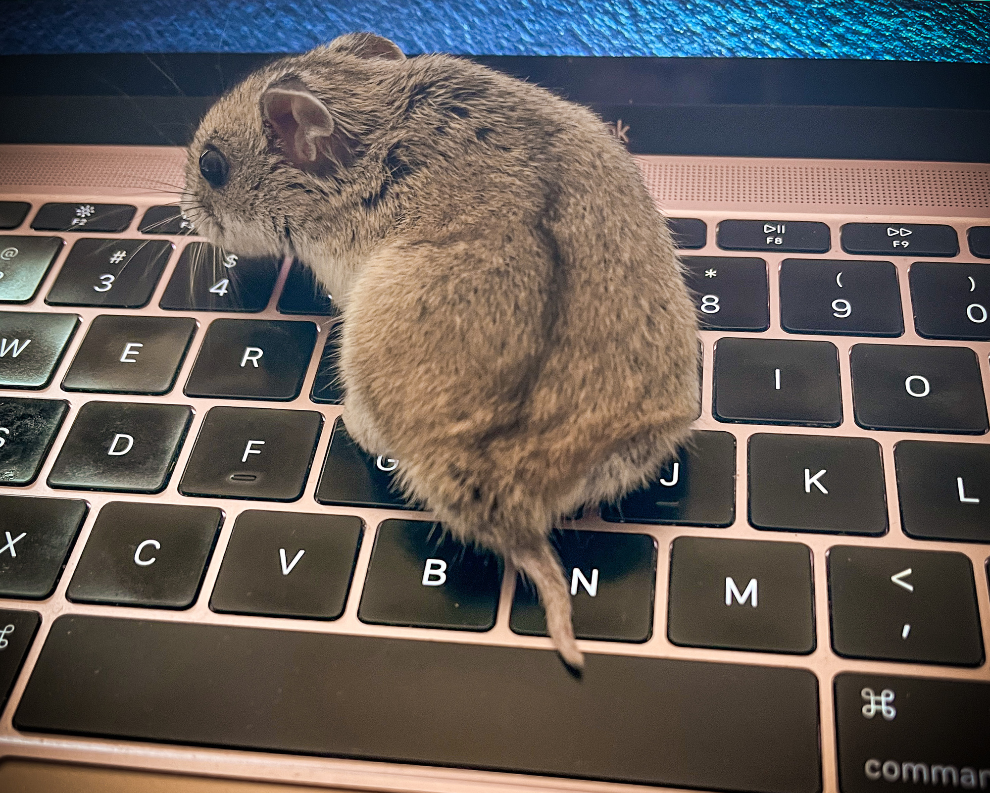 Color photo of a tiny brown hamster sitting on a laptop keyboard.