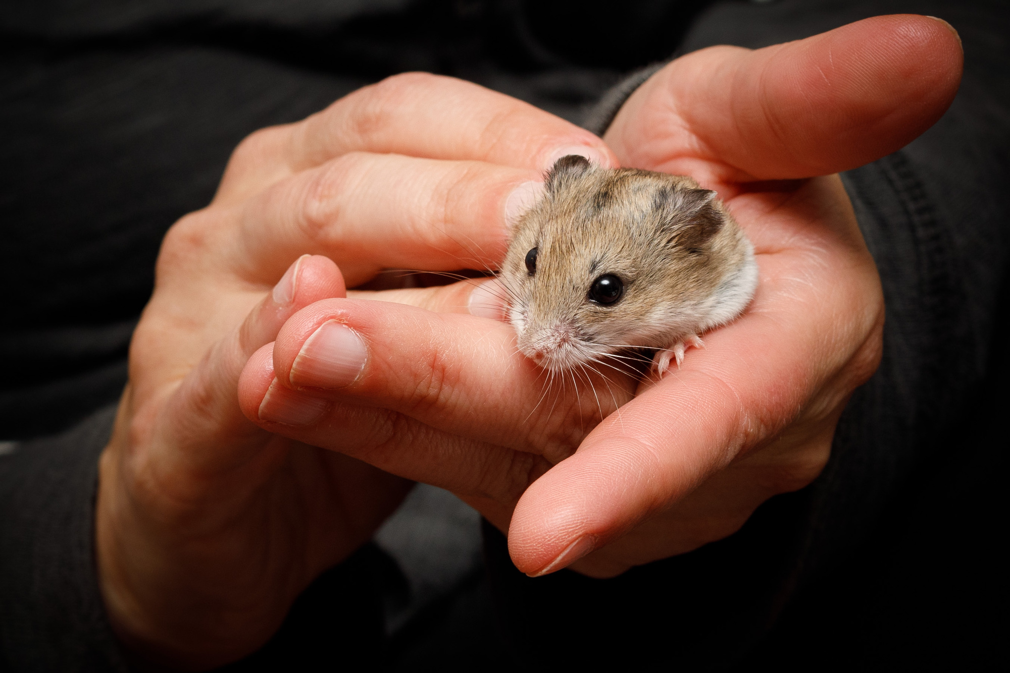 Color photo of a juvenile hamster in Jennifer’s hands.