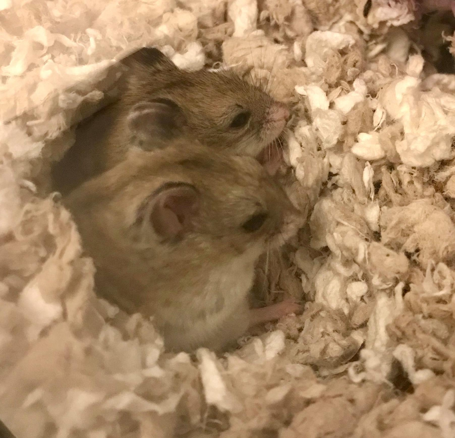 Color photo of two identical hamsters sitting side by side in a pile of fluff.