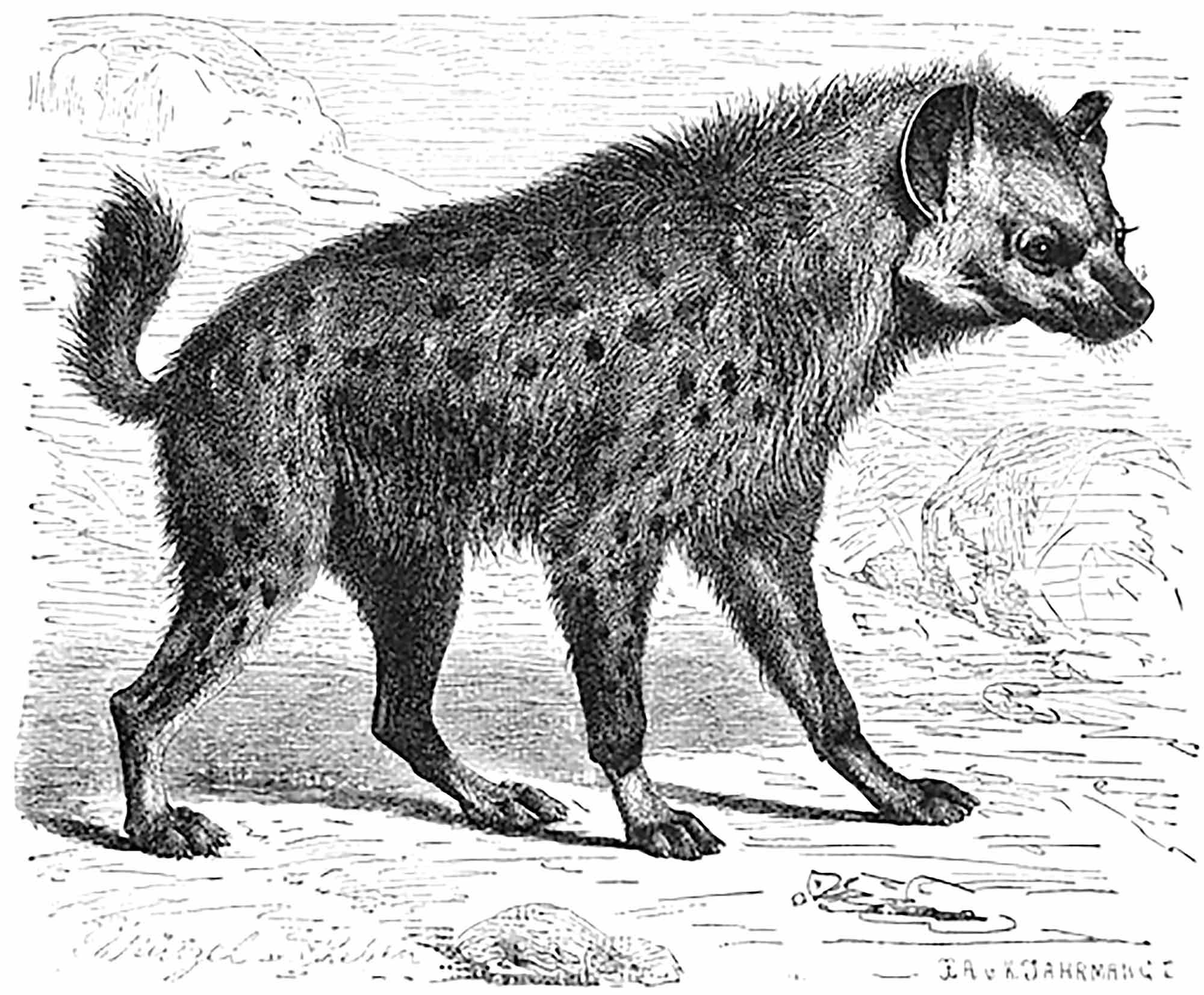 Стихотворение про гиену. Гиена графика. Гумилев гиена. Гумилев гиена. Николай гумилев сонет.