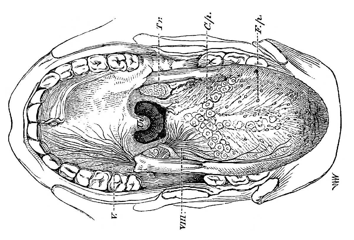 Image Description: open mouth, old-fashioned black and white scientific engraving of anatomical study, with portions labeled in Roman numerals