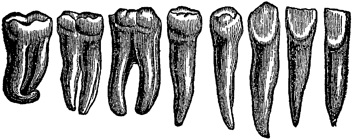 Image Description: row of teeth, old-fashioned black and white scientific engraving