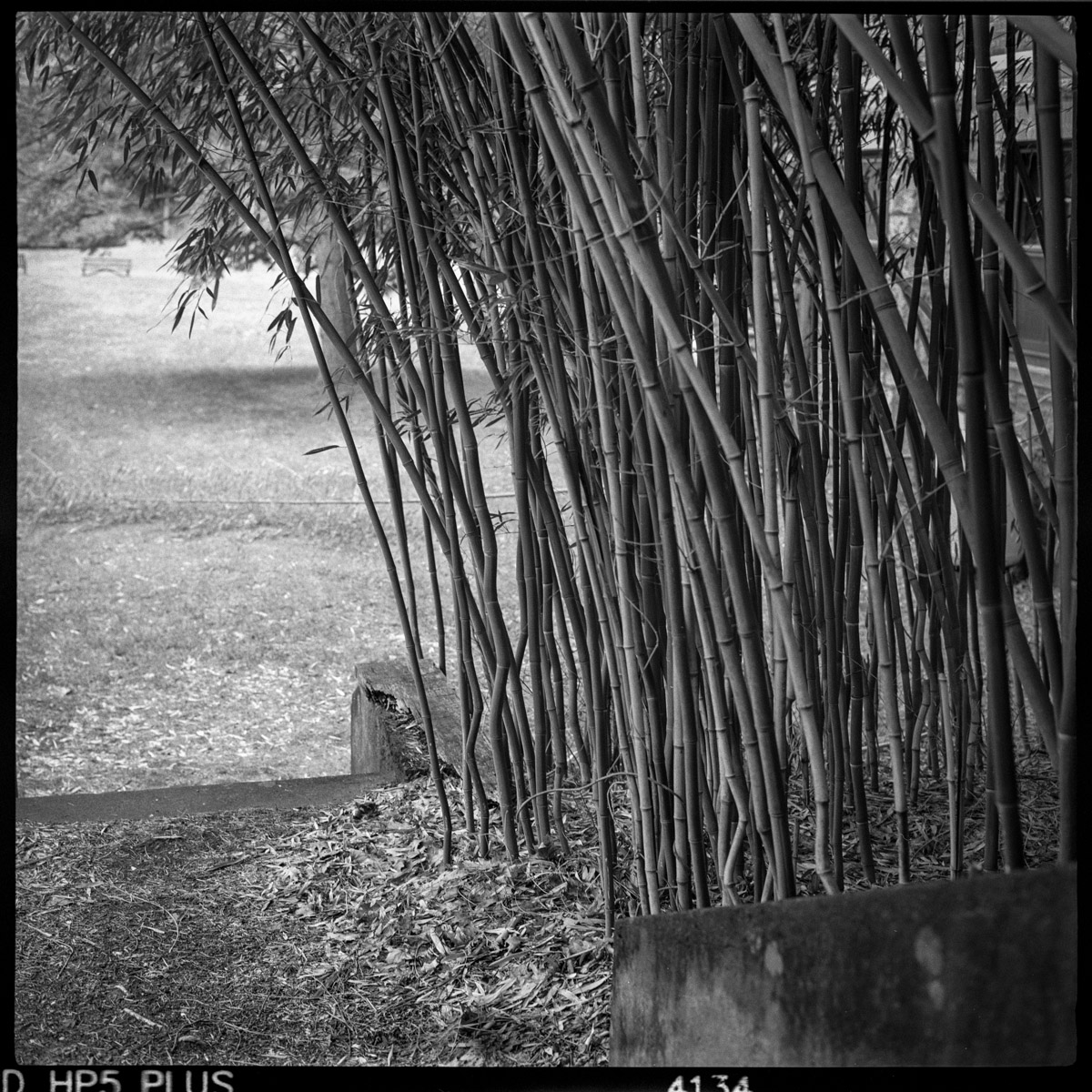 Bamboo garden at the Garrison Institute
